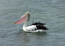 Pélican - Australie